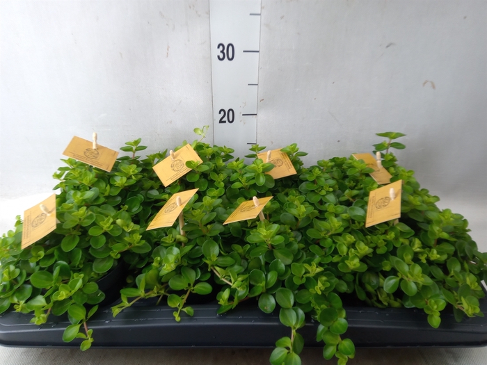 <h4>Peperomia rotundifolia</h4>