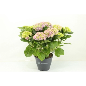 Hydrangea mac. 'Hi River'