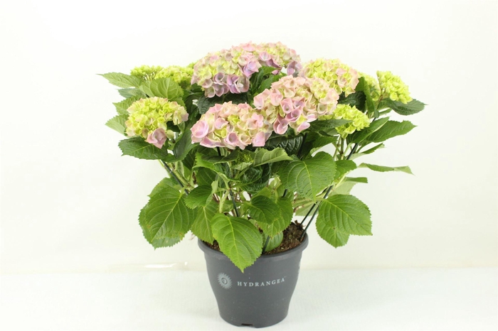 <h4>Hydrangea mac. 'Hi River'</h4>