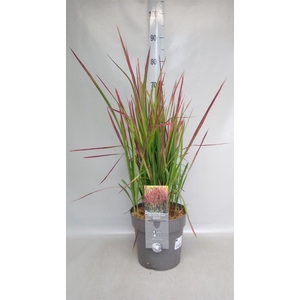 Imperata cylindrica 'Red Baron'