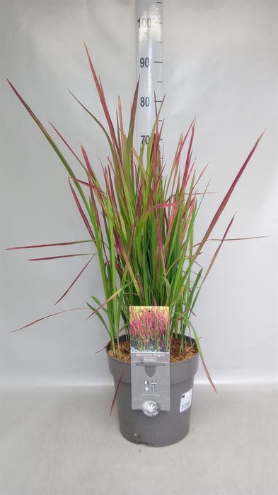 <h4>Imperata cylindrica 'Red Baron'</h4>