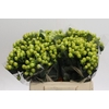 Hypericum Smiley Romance