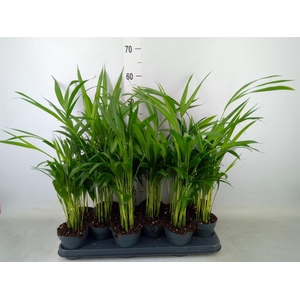 Dypsis lutescens   ...Chrysalidoca