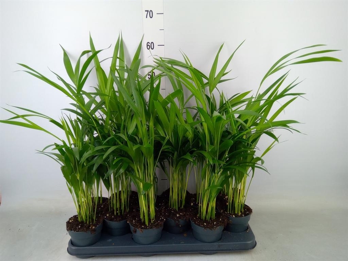 <h4>Dypsis lutescens   ...Chrysalidoca</h4>