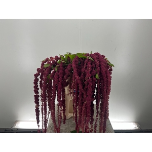 -Amaranthus Cau Red Cord