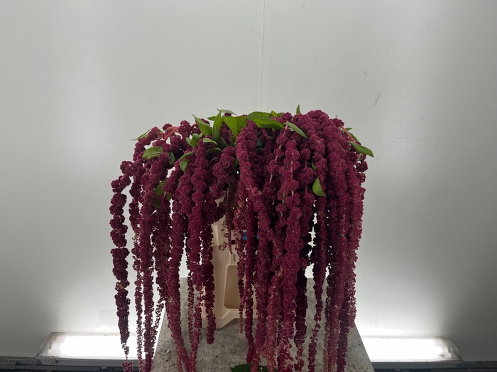 <h4>-Amaranthus Cau Red Cord</h4>