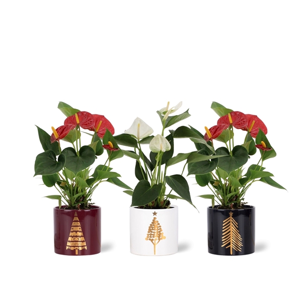 <h4>Anthurium Red & White mix in Manon 2 ceramics</h4>