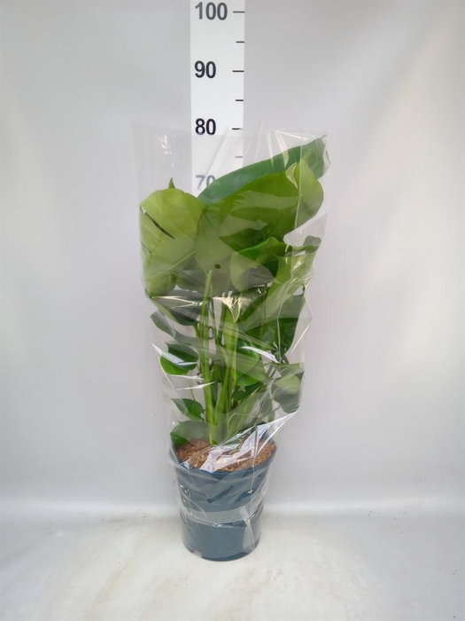 <h4>Monstera delic.</h4>