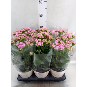 Kalanchoe  'RoseFlow Graceful Pink'