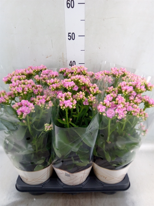 <h4>Kalanchoe  'RoseFlow Graceful Pink'</h4>