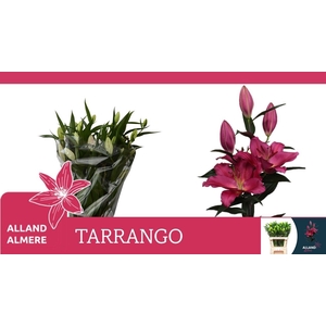 LI OR TARRANGO