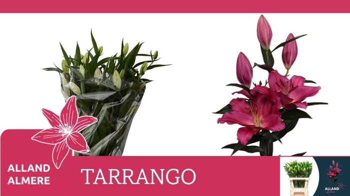 <h4>LI OR TARRANGO</h4>