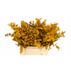 Euc. Stuart Preserved Yellow Short