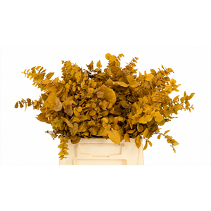 Euc. Stuart Preserved Yellow Short