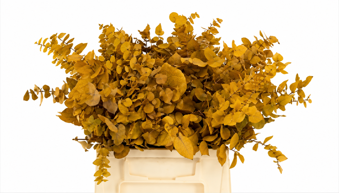 <h4>Euc. Stuart Preserved Yellow Short</h4>