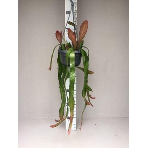 Epiphyllum leon herick