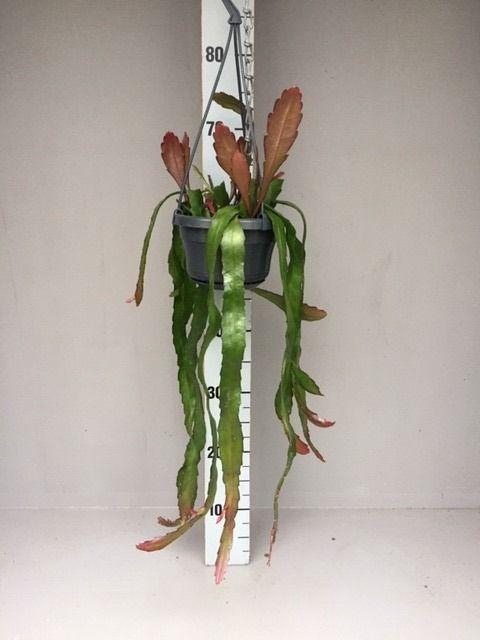 <h4>Epiphyllum leon herick</h4>