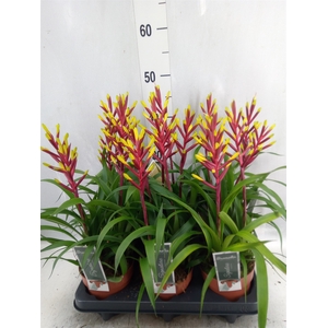 Guzmania  'Misty'