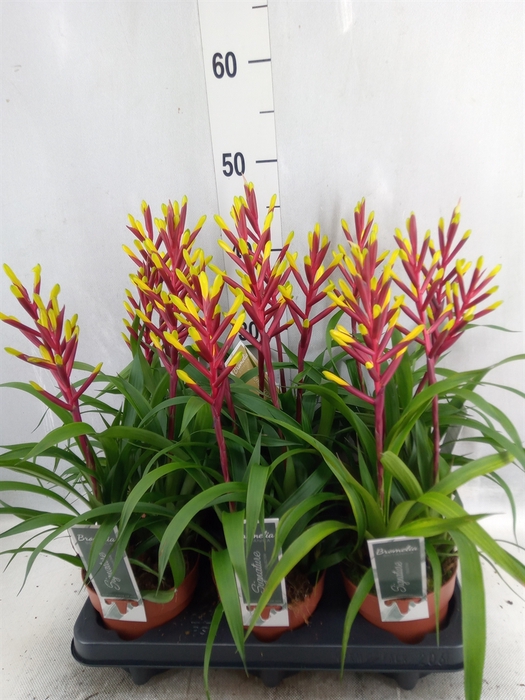 <h4>Guzmania  'Misty'</h4>