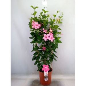 Mandevilla sand. 'SumStar Pink Mag'