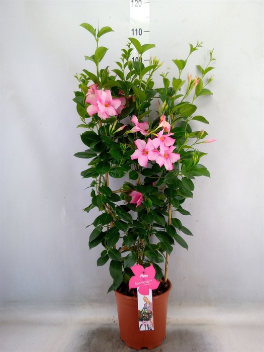 <h4>Mandevilla sand. 'SumStar Pink Mag'</h4>
