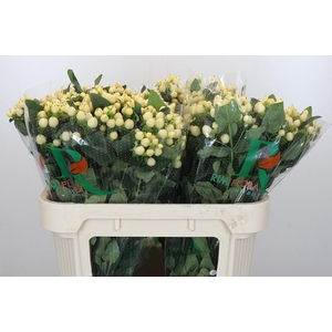 Hypericum Magical White Prince