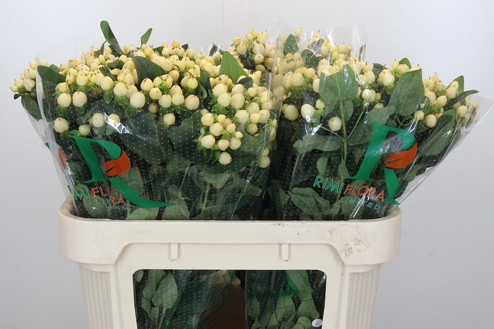 <h4>Hypericum Magical White Prince</h4>