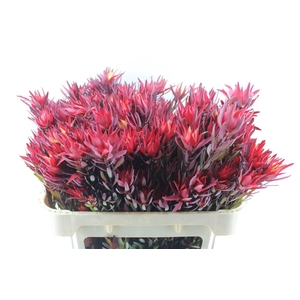 Leucad Sal Blush Xxl