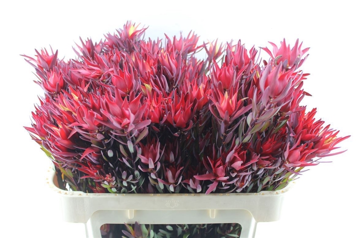 <h4>Leucad Sal Blush Xxl</h4>