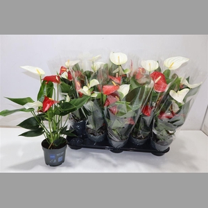 Anthu An Gem In Pot Rood Wit