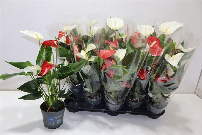 <h4>Anthu An Gem In Pot Rood Wit</h4>