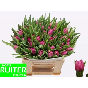 TU DU DOUBLE PRINCES