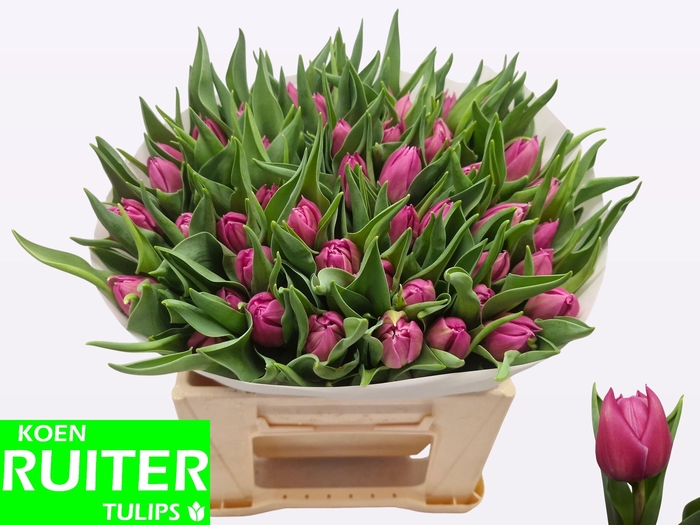 <h4>TU DU DOUBLE PRINCES</h4>