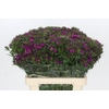 Dianthus Br Amazon Neon Purple