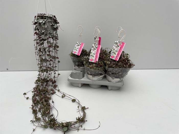 <h4>Ceropegia woodii 'Silver Glory'</h4>