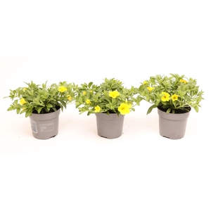 Calibrachoa Cabaret Bright Yellow