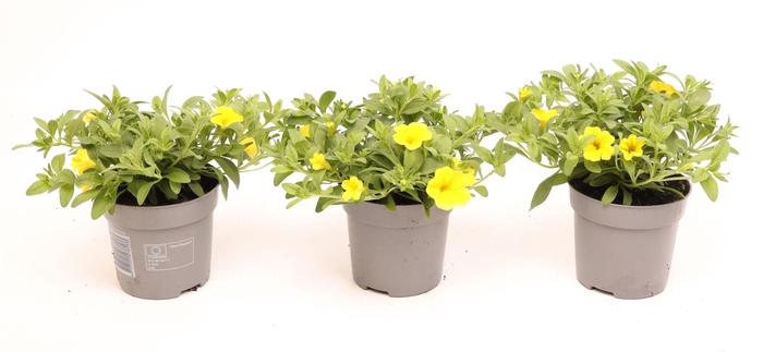 <h4>Calibrachoa Cabaret Bright Yellow</h4>