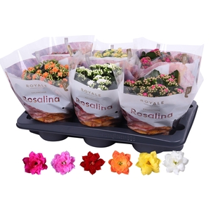 Kalanchoe Rosalina 15cm mix, Royale