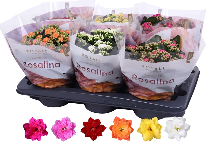 <h4>Kalanchoe Rosalina 15cm mix, Royale</h4>