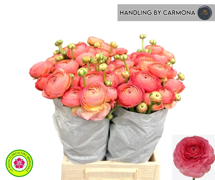 <h4>RAN SU FRAGOLINO</h4>