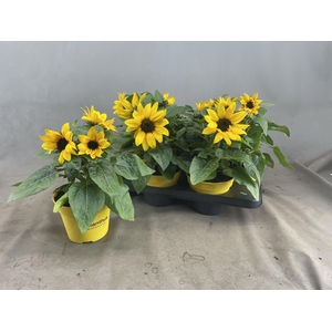 HELI SUNRAY YELLOW