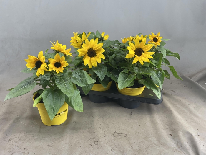 <h4>HELI SUNRAY YELLOW</h4>