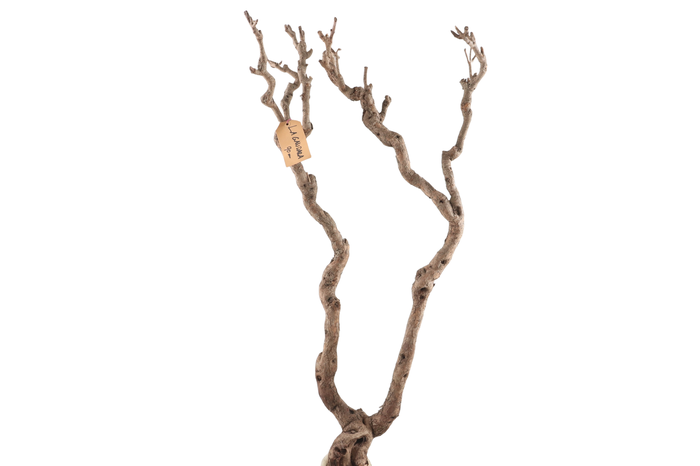 <h4>Syringa Branch Extra Kupka</h4>