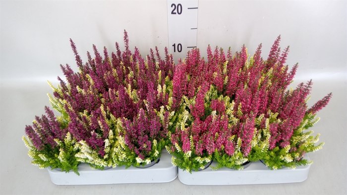 <h4>Calluna vulg. 'Beauty L CCrow' ..mx</h4>