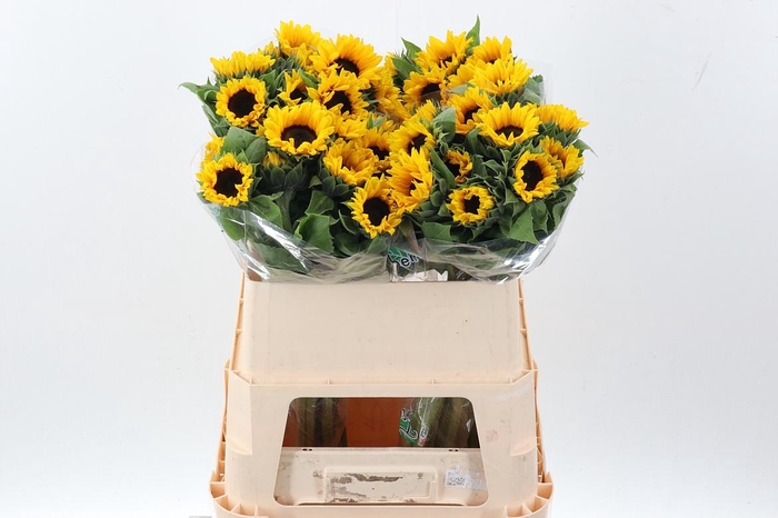 <h4>Heli Orange Fire</h4>