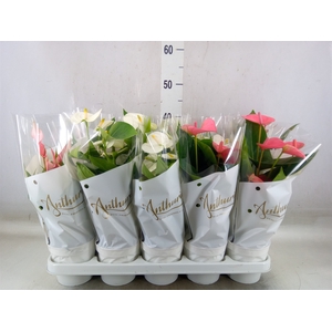 Anthurium andr.   ...mix  3