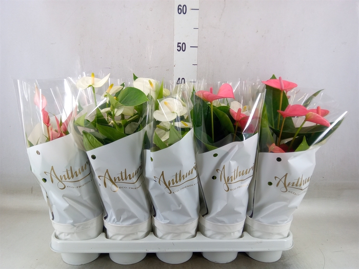 <h4>Anthurium andr.   ...mix  3</h4>