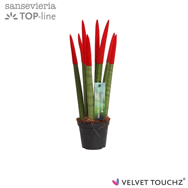 <h4>Sansevieria VELVET TOUCHZ® Rood</h4>