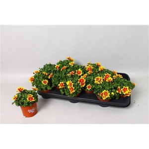 Bidens ferulifolia Bidy Boom Red Eye