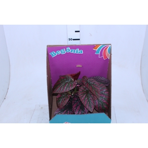 BEGONIA BREVIRIMOSA P15